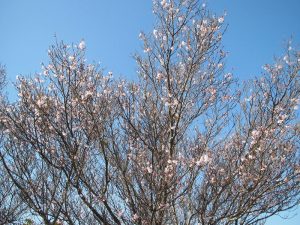 弊社の薄墨桜は三分咲きです